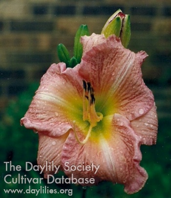 Daylily Ruth Webster